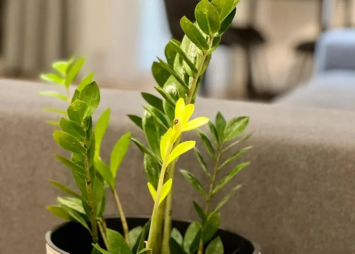 Apartament Osapart Romantic In The Complex Great Britain *