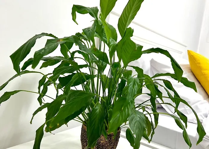 Osapart Romantic In The Complex Great Britain Apartament *