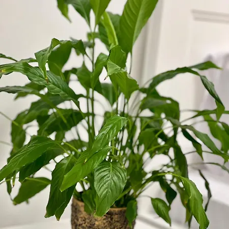 Lejlighed Osapart Romantic In The Complex Great Britain