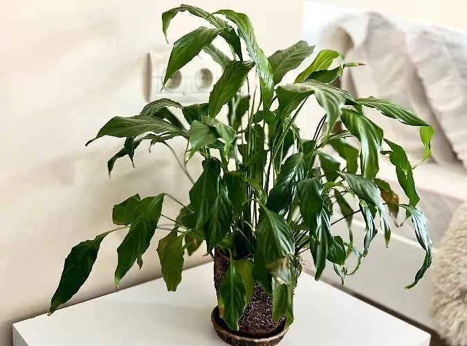 Appartement Osapart Romantic In The Complex Great Britain *