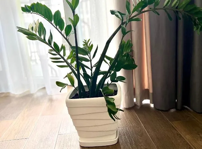 Osapart Romantic In The Complex Great Britain Appartement *