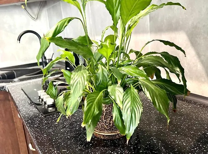 Osapart Romantic In The Complex Great Britain