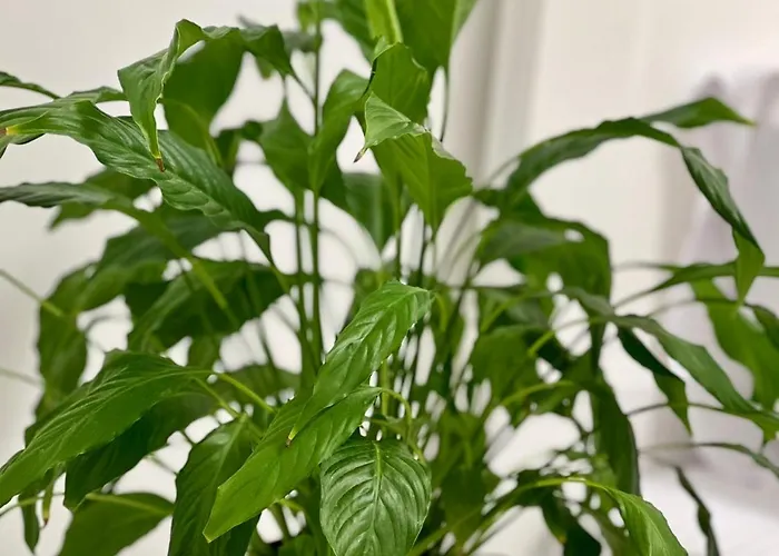 Apartman Osapart Romantic In The Complex Great Britain