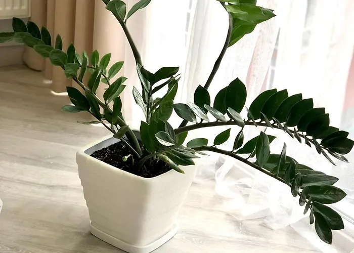 Osapart Romantic In The Complex Great Britain * Lviv