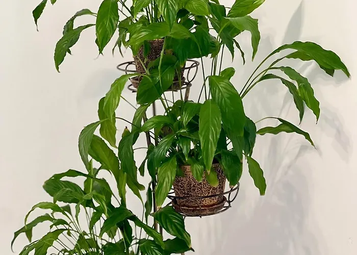 Appartement Osapart Romantic In The Complex Great Britain